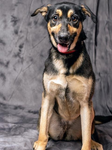adoptable Dog in San Bernardino, CA named BENA