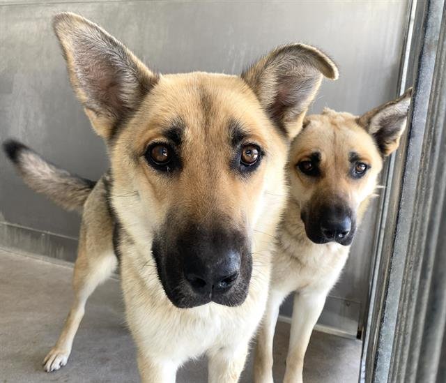 adoptable Dog in San Bernardino, CA named BENNIHANNA
