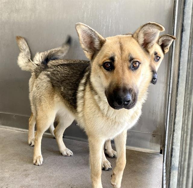 adoptable Dog in San Bernardino, CA named HIBACHI