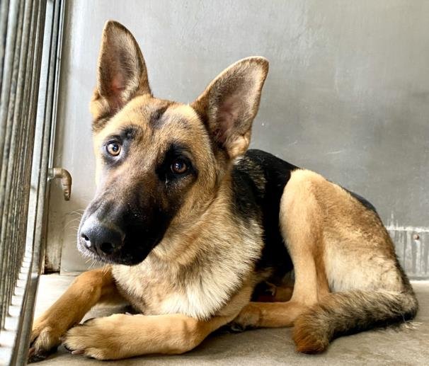 adoptable Dog in San Bernardino, CA named OLIVIA