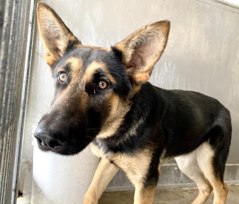 adoptable Dog in San Bernardino, CA named SALLY O'MALLEY