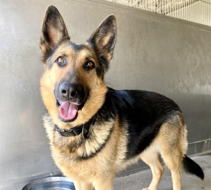 adoptable Dog in San Bernardino, CA named ELEANOR