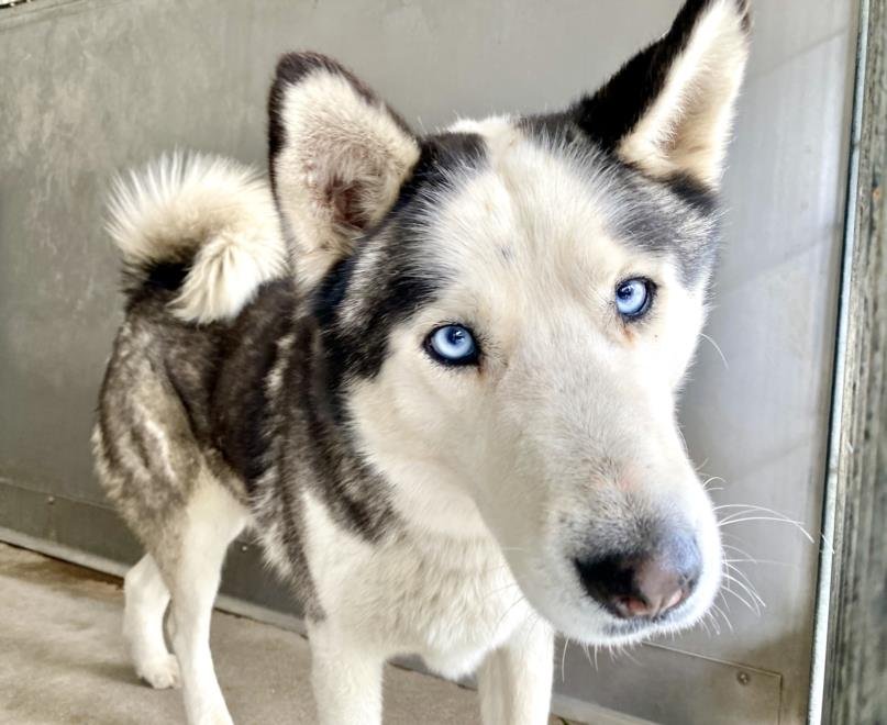 adoptable Dog in San Bernardino, CA named BALTO