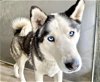 adoptable Dog in san bernardino, ca, CA named BALTO