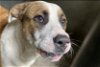 adoptable Dog in san bernardino, ca, CA named BERNARD