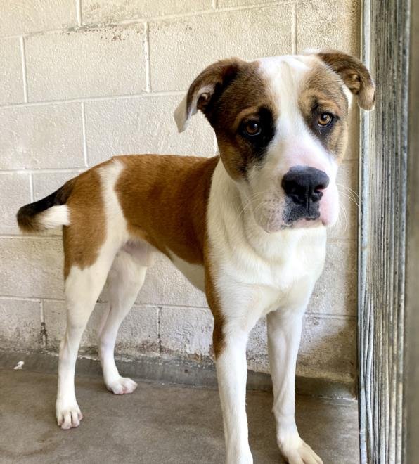 adoptable Dog in San Bernardino, CA named BERNARD