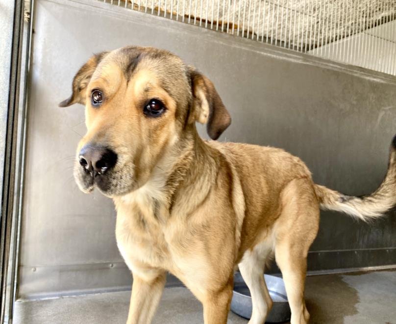 adoptable Dog in San Bernardino, CA named AURORA