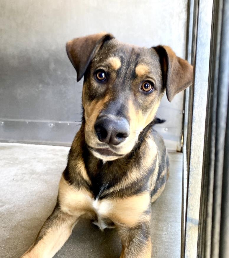 adoptable Dog in San Bernardino, CA named BELLAGIO