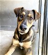 adoptable Dog in san bernardino, ca, CA named BELLAGIO