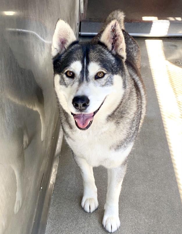 adoptable Dog in San Bernardino, CA named AZUL