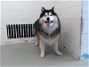 adoptable Dog in san bernardino, ca, CA named BINKY