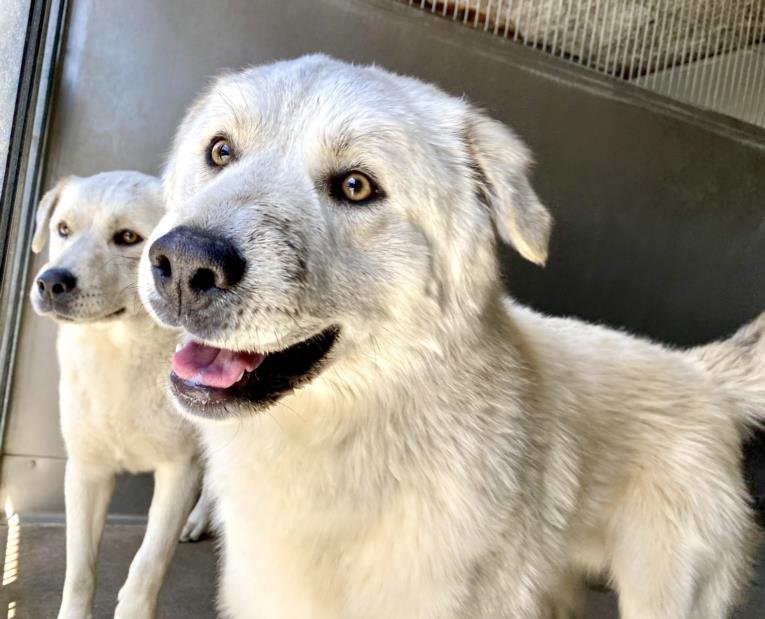 adoptable Dog in San Bernardino, CA named BEN