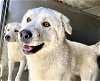adoptable Dog in san bernardino, ca, CA named BEN