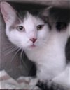 adoptable Cat in san bernardino, ca, CA named BETTY