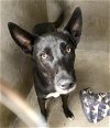 adoptable Dog in san bernardino, ca, CA named BABY GIRL