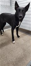 adoptable Dog in  named MANDY