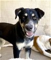 adoptable Dog in  named ACE