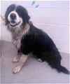 adoptable Dog in san bernardino, ca, CA named BANDIT
