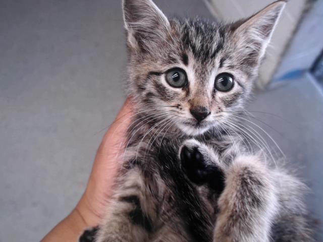 adoptable Cat in San Bernardino, CA named BLUE