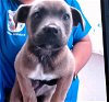 adoptable Dog in  named IN FOSTER: BRUNO