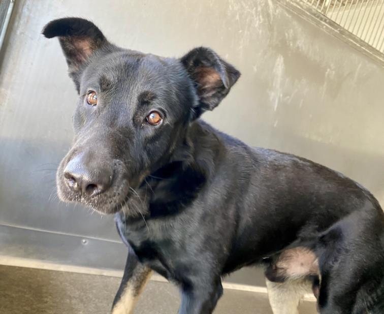 adoptable Dog in San Bernardino, CA named BEAN