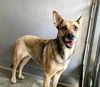 adoptable Dog in San Bernardino, CA named RESCUE PARTNER ONLY: PIPER