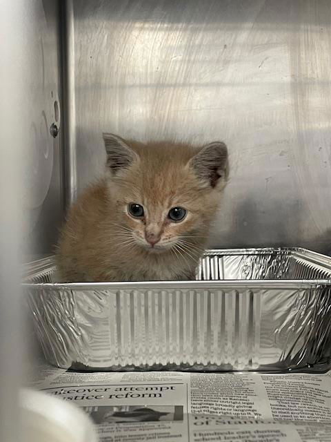 adoptable Cat in San Bernardino, CA named UMBER