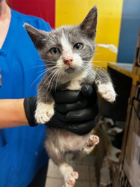 adoptable Cat in San Bernardino, CA named RESCUE PARTNER ONLY: YUZU