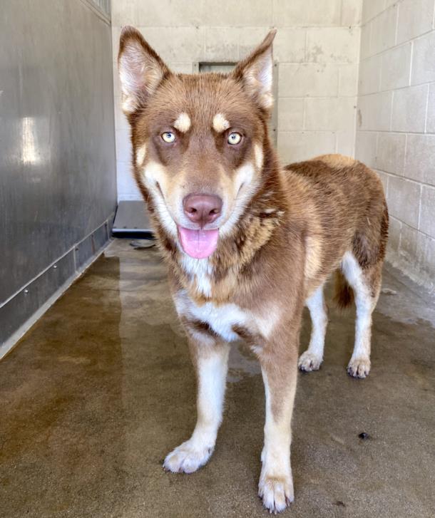 adoptable Dog in San Bernardino, CA named INDA