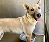 adoptable Dog in San Bernardino, CA named LUNA