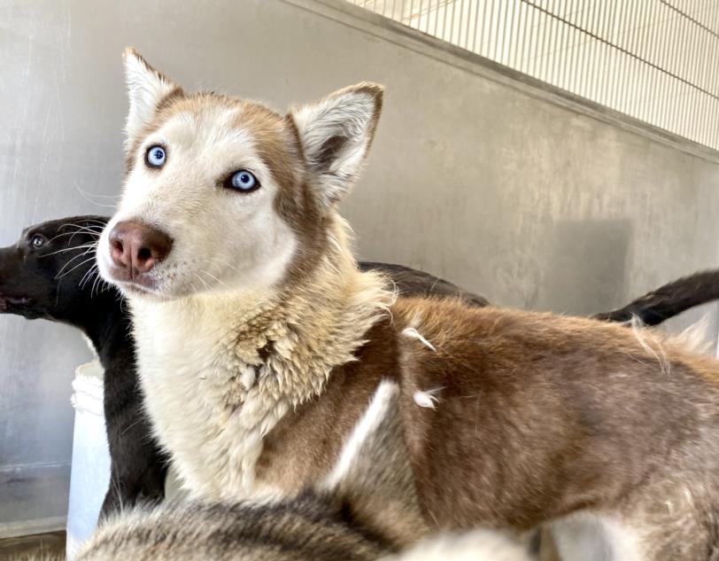 adoptable Dog in San Bernardino, CA named MARSHA