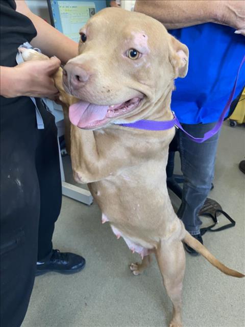 adoptable Dog in San Bernardino, CA named IN FOSTER RHUBARB