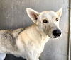 adoptable Dog in San Bernardino, CA named COLLEEN