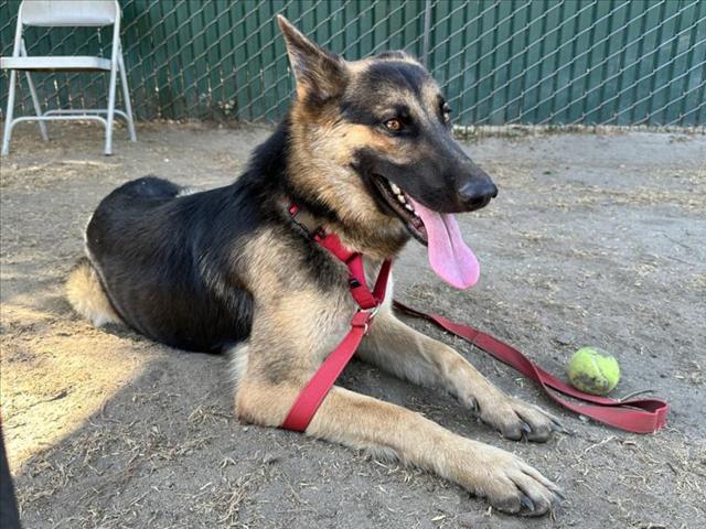 adoptable Dog in San Bernardino, CA named SOFIE