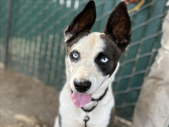 adoptable Dog in San Bernardino, CA named KACEY