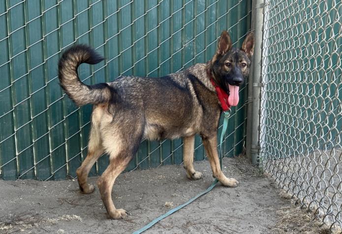 adoptable Dog in San Bernardino, CA named SADIE