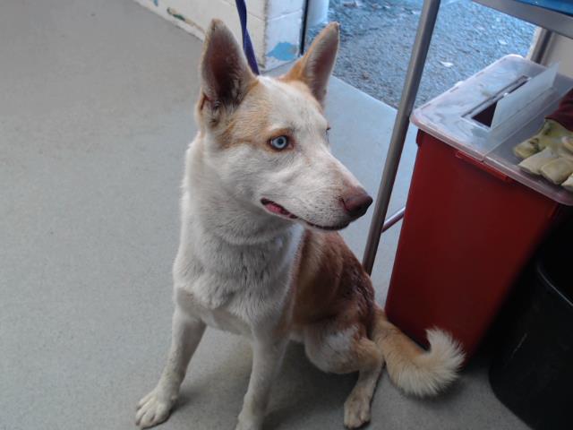 adoptable Dog in San Bernardino, CA named QUITO