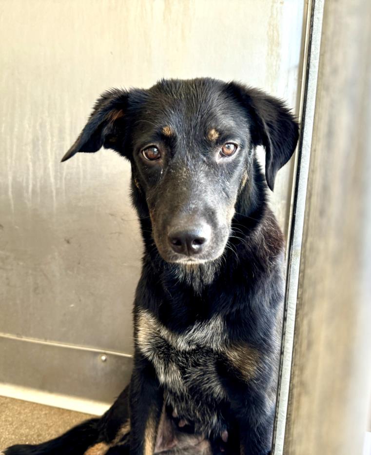 adoptable Dog in San Bernardino, CA named JUNE