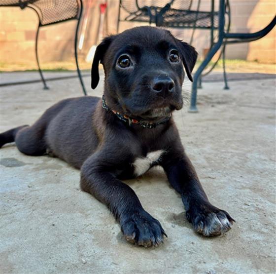 adoptable Dog in San Bernardino, CA named IN FOSTER