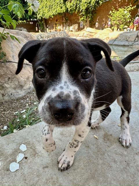 adoptable Dog in San Bernardino, CA named IN FOSTER