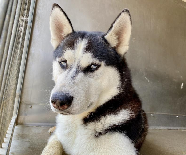 adoptable Dog in San Bernardino, CA named SHAW