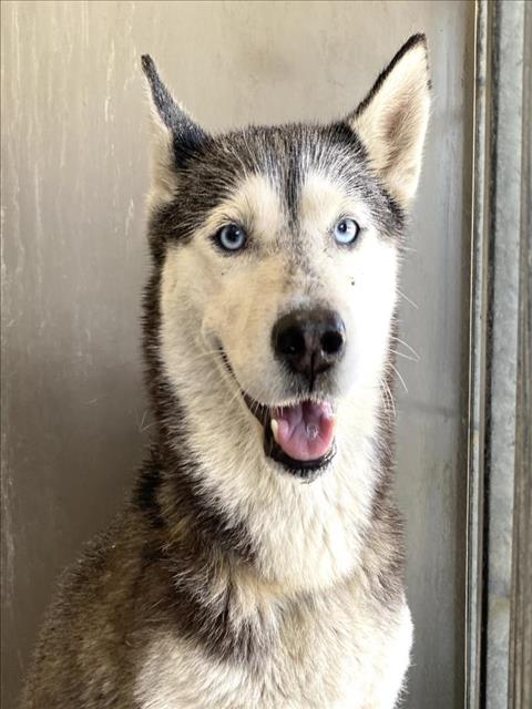 adoptable Dog in San Bernardino, CA named CELINE