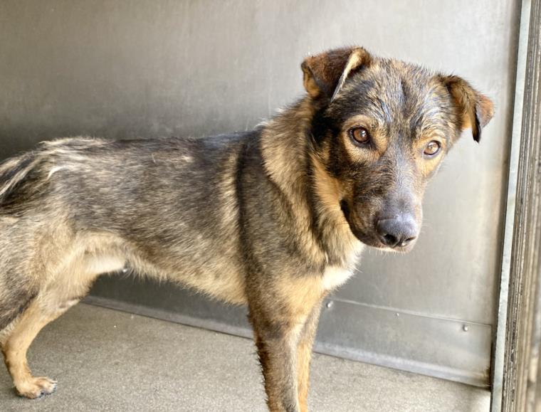 adoptable Dog in San Bernardino, CA named TAYLOR