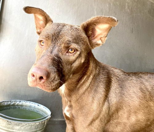 picture of the dog needing adoption