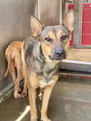 adoptable Dog in San Bernardino, CA named DIANNA