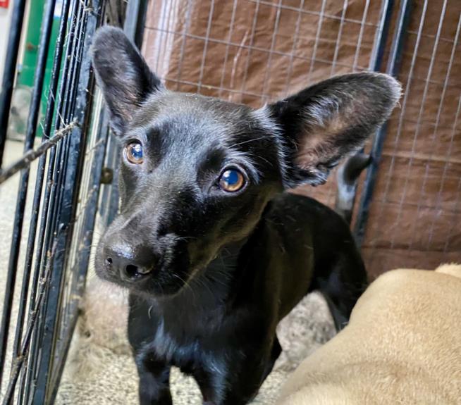 adoptable Dog in San Bernardino, CA named IN FOSTER: DEE DEE