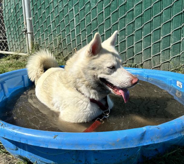 adoptable Dog in San Bernardino, CA named LAURA