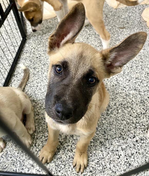 adoptable Dog in San Bernardino, CA named BEAR