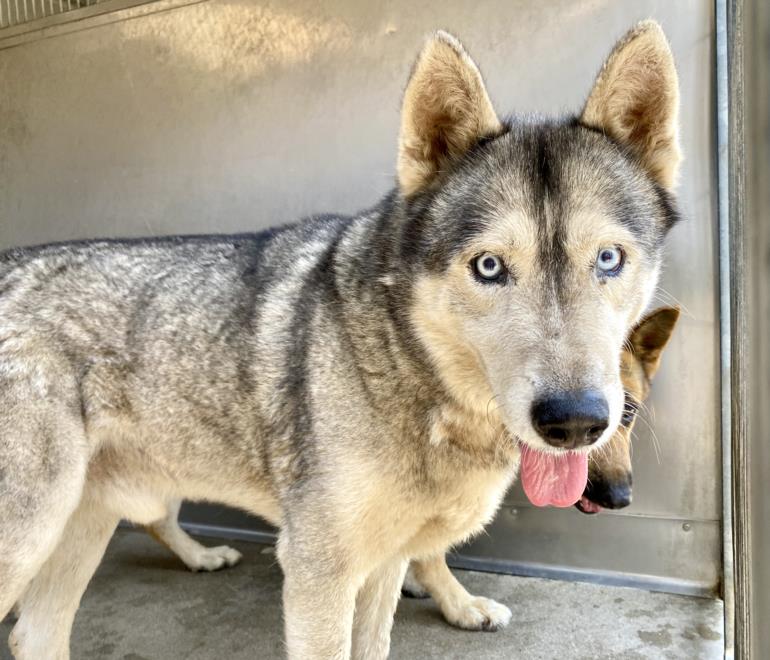 adoptable Dog in San Bernardino, CA named RUSTY