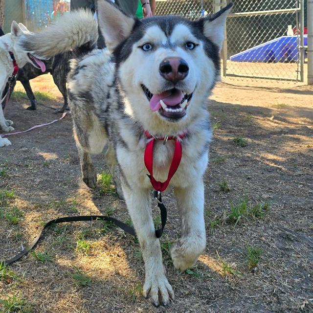 adoptable Dog in San Bernardino, CA named SARGE